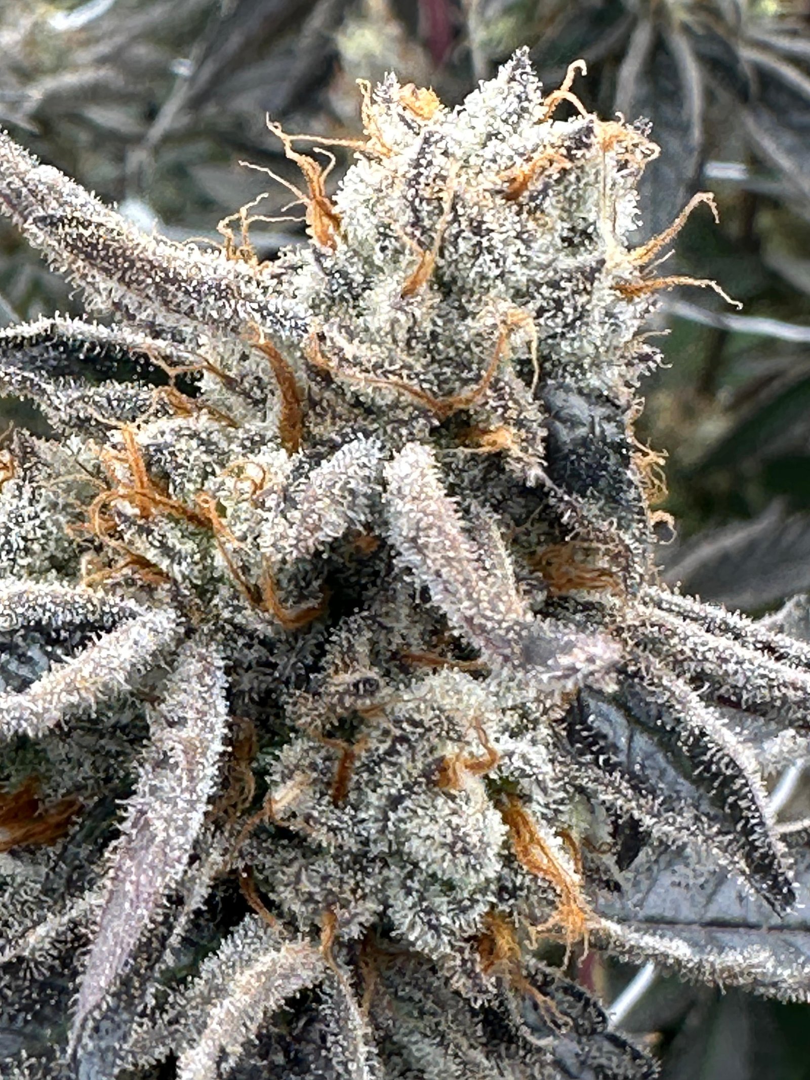 Bud Image 3
